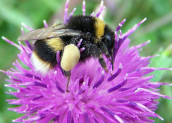 Photo of buff tailed bumblebee