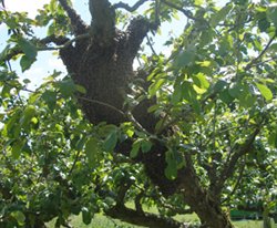 Photo of a swarm in an apple tree