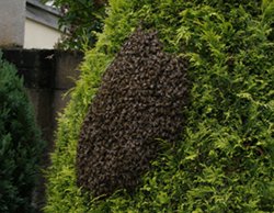 Photo of a bee swarm on a bush